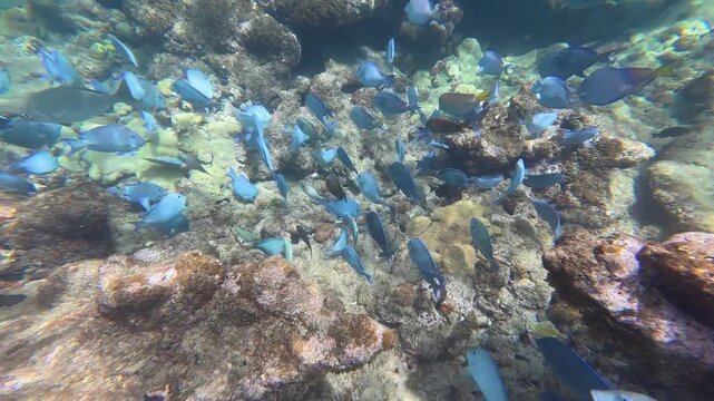 School of Tropical Fish Over Coral Reef at Steps Beach Rincon Puerto Rico