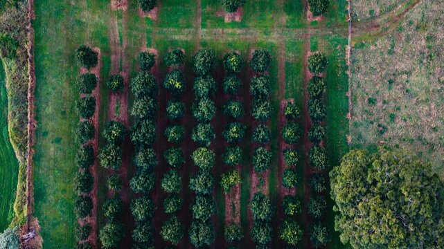 Aerial view of a macadamia orchard with rows of trees in Byron Bay, New South Wales, Australia.