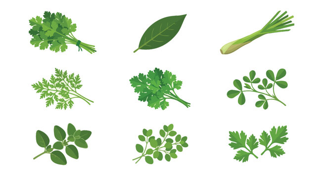 Collection of Fresh Culinary Herbs Vector Illustration - Parsley, Cilantro, Bay Leaf, Lemongrass, and Oregano for Cooking, Menu Design, and Healthy Food Packaging