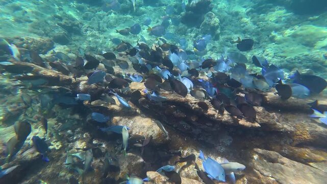 School of Tropical Fish Swimming Over Reef at Steps Beach Rincon Puerto Rico