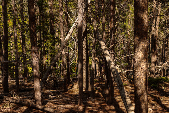 Sunlit Dense Lodgepole Pine Forest With Fallen Trees and Deep Shadows in Rocky Mountain National Park, Colorado