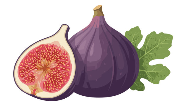 Fresh fig fruit vector illustration featuring whole purple fig half cut slice showing seeds and green leaf isolated