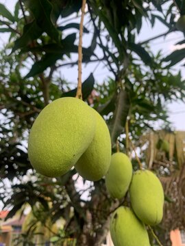 AIzaSyAOTETN16bBKEVpwKitQXRsKoVQRKq3W8k Unripe green mangoes on tropical tree, fresh, growing in natural light, hinting at a sweet, future harvest