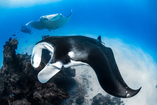Manta rays swim above a coral reef in clear tropical water at Lady Elliot Island on the Great Barrier Reef, Queensland, Australia.
