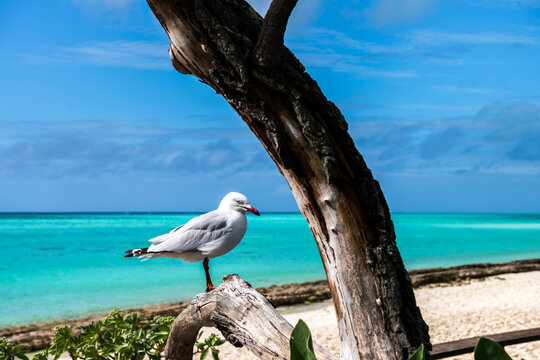 Seagull perched on a tree branch beside turquoise water and a sandy beach on Heron Island, Great Barrier Reef, Queensland, Australia.