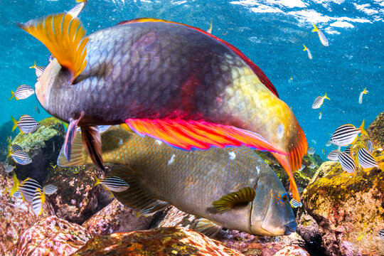 Eastern blue groper and schools of mado gather around a rocky reef at Shelly Beach in Sydney, New South Wales, Australia.