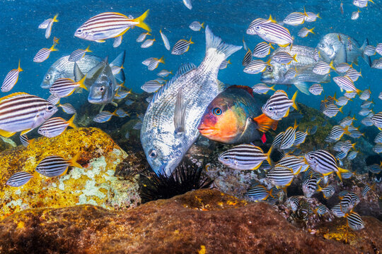 Bream and a dense school of striped mado gather over a rocky reef at Shelly Beach in Sydney, New South Wales, Australia.