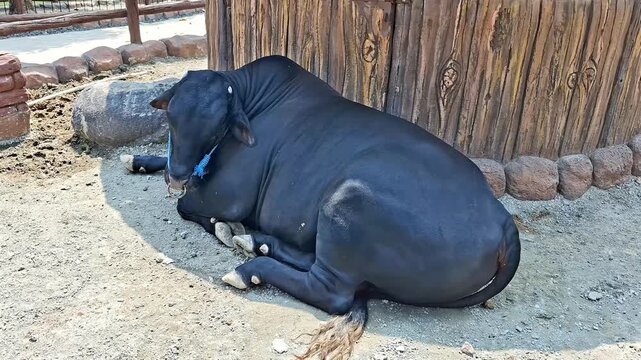 Murrah buffalo resting on the ground near a wooden structure, representing domestic livestock, dairy farming, rural agriculture, and traditional farm environments.