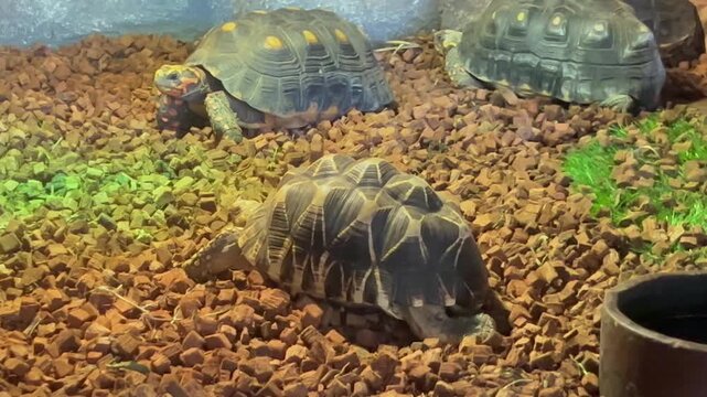 Red-footed tortoise, Chelonoidis carbonarius, in a zoo environment, showcasing its distinctive patterned shell and colorful red-marked legs.