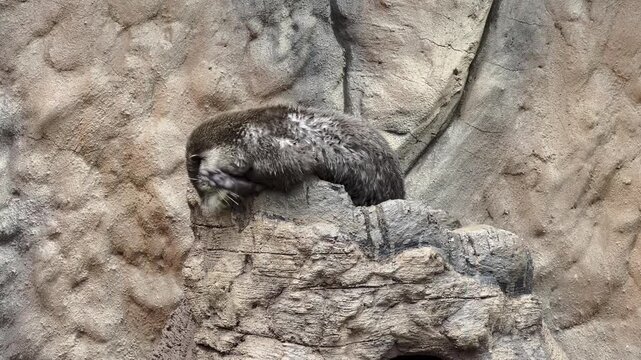 Binturong, also known as a bearcat, bathing in a hot spring between rocks, showcasing an unusual wildlife behavior in a natural-looking rocky environment.