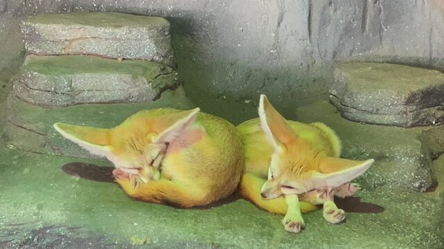 Sleeping fennec fox, Vulpes zerda, resting peacefully with its distinctive oversized ears, soft fur, and compact body visible in a relaxed sleeping position.