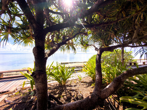 Tropical coastal vegetation frames calm turquoise water at Heron Island on the Great Barrier Reef, Queensland, Australia.
