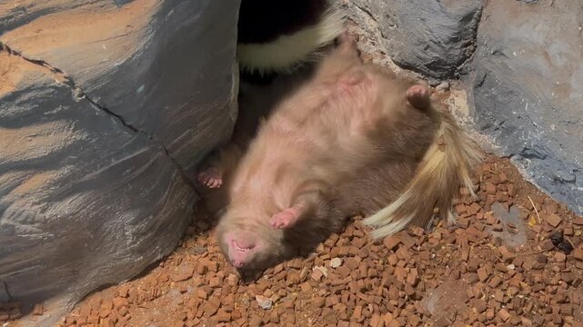 Striped skunk, Mephitis mephitis, sleeping soundly on its back with its belly facing upward, showing its distinctive black and white fur pattern.