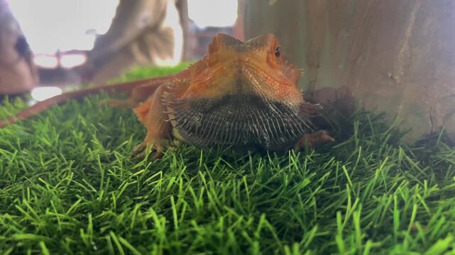 Central bearded dragon, Pogona vitticeps, resting on green artificial turf beside a small piece of wood, showcasing its textured scales and distinctive reptile features.