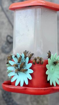 Close up of honey bees gathering around hummingbird feeder, finding and collecting sweet nectar from the multiple feeding ports, with some of the bees flying around the feeder