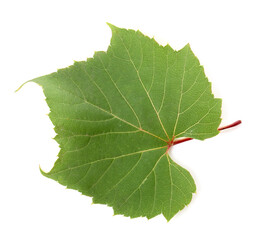 Obraz premium Fresh green grape leaf isolated on white, top view