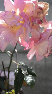 Close up of wilted pink rose swaying in the wind against a concrete wall