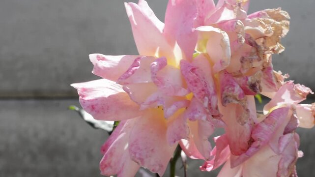 Close up of withered pink rose swaying in the wind against a concrete wall, static shot with no people
