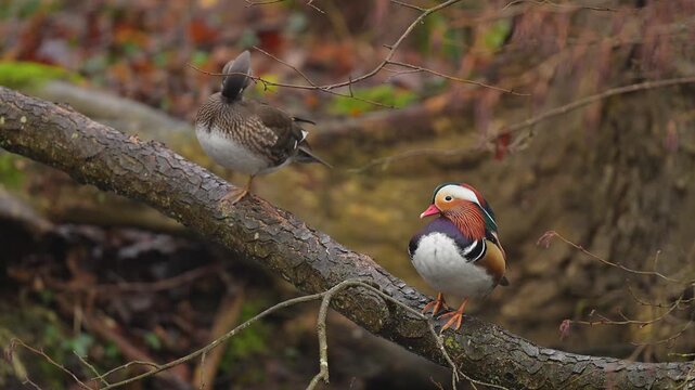 Mandarinente (Aix galericulata), Mandarinenten m&auml;nnlich und weiblich sitzen auf einen Holzast, Jacobiweiher, Hessen, Deutschland, Frankfurt,