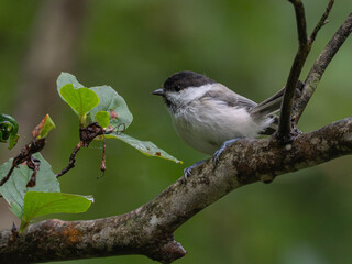 Marsh Tit (Poecile palustris) Perched on a Tree Branch in Spring © Vhipsta