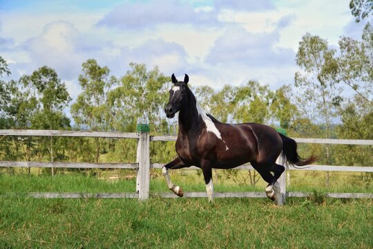 Beautiful pinto horse trotting on green pasture near a fence
