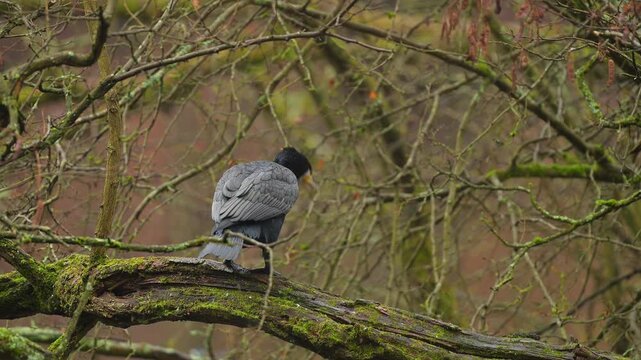 Komoran (Phalacrocorax carbo), sitzt auf einem Ast und beobachtet seine Umgebung, Jacobiweiher, Frankfurt, Hessen, Deutschland
