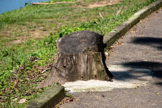 Tree stump beside a park pathway