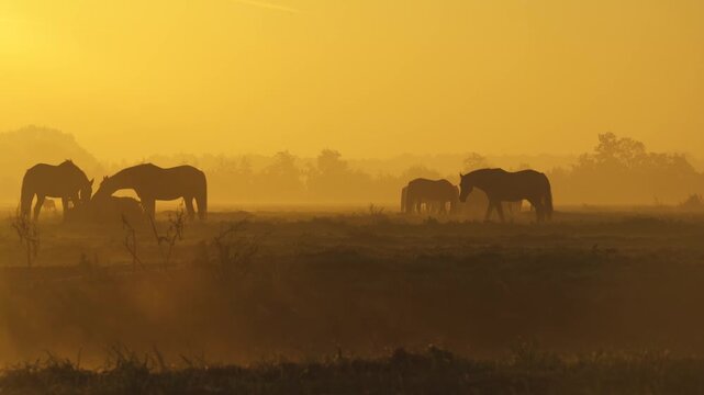 Super Horses Grazing In Foggy Dutch Farmland At Sunrise
