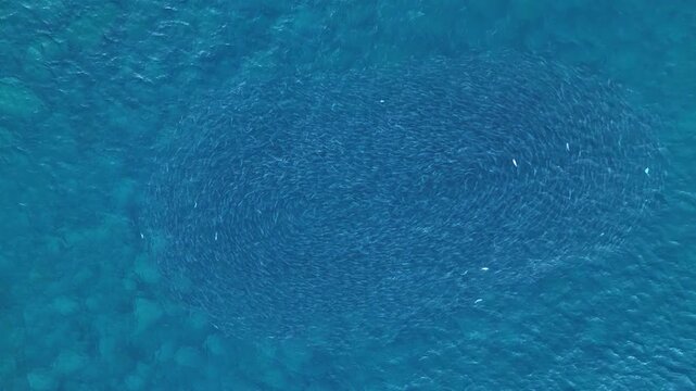 Aerial top down push in of fish bait ball in Bondi Beach, NSW, Australia.