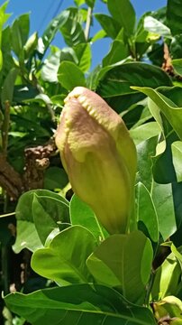 Bud of yellow chalice vine flower among green foliage.	