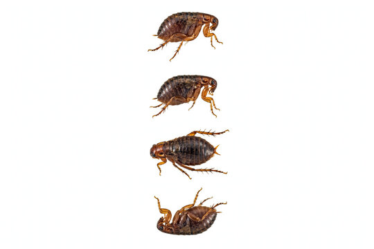 collection of four fleas in different poses on white background.