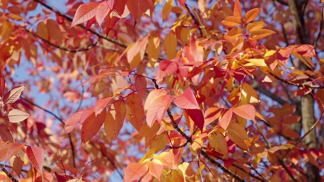 Autumnal leaf. Seasonal leaves on tree. Natural autumn leaves. Autumn nature in the park. Fall season nature. Fall leaves of tree outdoor. Autumn leaves. Nature in fall season. Fall foliage