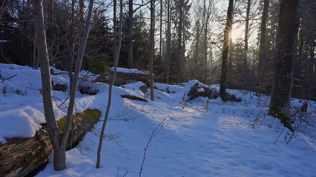 Verschneite Winterlandschaft an einem sonnigen Wintertag, Filzwald, St. Oswald-Riedlh&uuml;tte, Nationalpark Bayerischerwald, Bayern, Deuschland