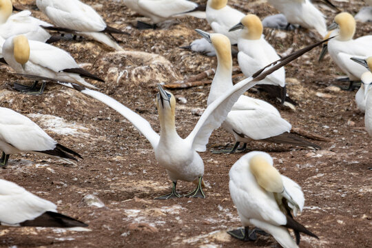 Quebec, Canada, 15 July 2026 : Northern Gannet spreads its wings among other gannets in a crowded colony.