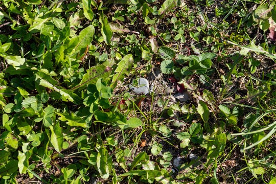 Quebec, Canada, 22 August 2026 : Close-up overhead view of wild grass, clover, and weeds growing on dry soil and pebbles