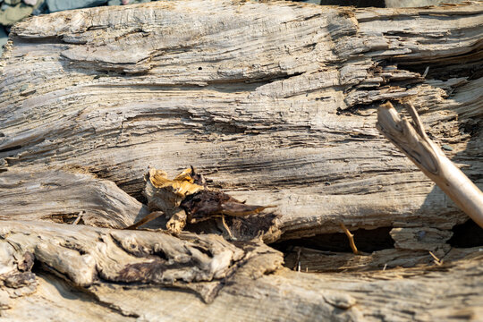 Quebec, Canada, 28 July 2026 : Close-up view of weathered driftwood showing intricate textures and natural patterns on a sunny day.