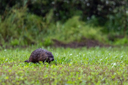 Quebec, Canada, 03 August 2026 : A wet groundhog walks through green grass during a rain shower.