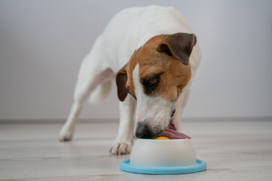 A Jack Russell Terrier dog licks a lick toy.