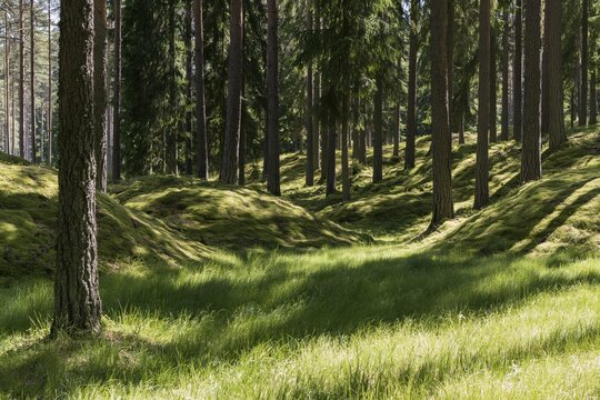 Sunlit forest floor with mossy hills and grass