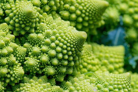 Romanesco Broccoli Close-up