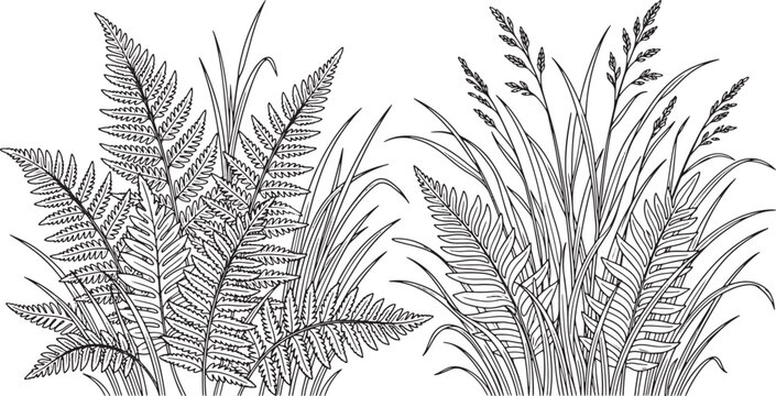 Black and white hand drawn fern and grass clusters vector illustration for botanical design and nature themed graphic projects