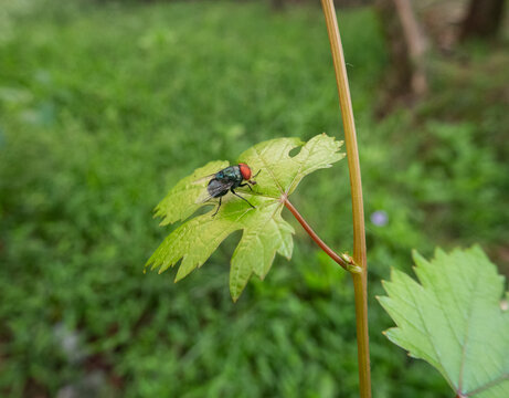 A housefly or blowfly with distinct red compound eyes resting on a light green serrated leaf