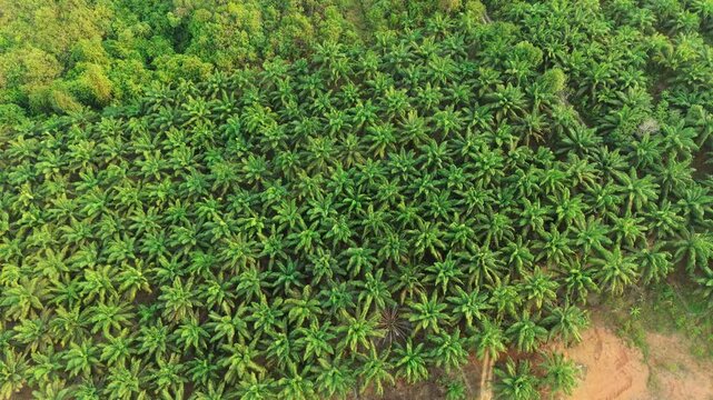 Aerial view of an extensive oil palm plantation with rows of green palm trees and patches of cleared land in Anggana, East Kalimantan, Indonesia.