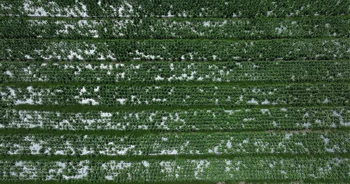 Green stem lettuce crops in growth on the high altitude farmland in China