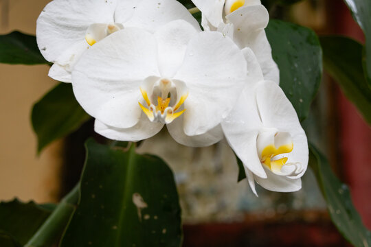 Close-up of white Phalaenopsis aphrodite orchids, adorned with fresh water droplets. 