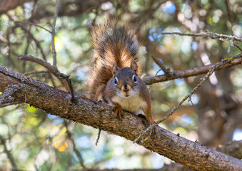 Red squirrel in a tree © Krista