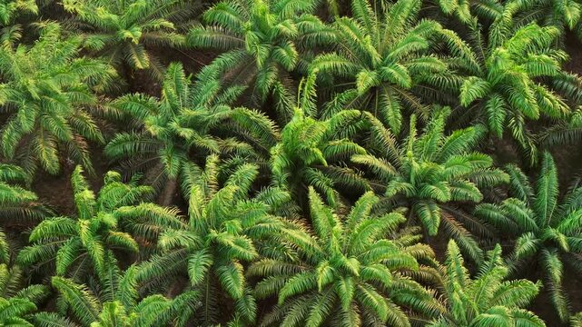 Aerial view of lush green oil palm plantation rows in Anggana, East Kalimantan, Indonesia.