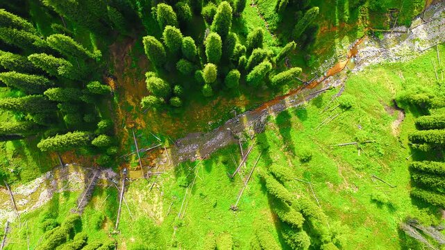 High angle top down aerial view of vibrant pine trees and lush grassland surrounding a small stream in Kurdening Xinjiang.