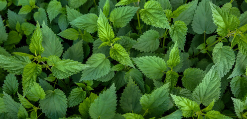 Dense green stinging nettle leaves texture background in wild forest closeup view © Liubou