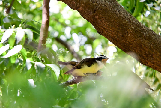 great kiskadee, Pitangus sulphuratus, bem te vi, bird pair, two birds, singing birds, open beak, flapping wings, yellow breast, songbird, tyrant flycatcher, birds perched, tree branch, tropical bird, 